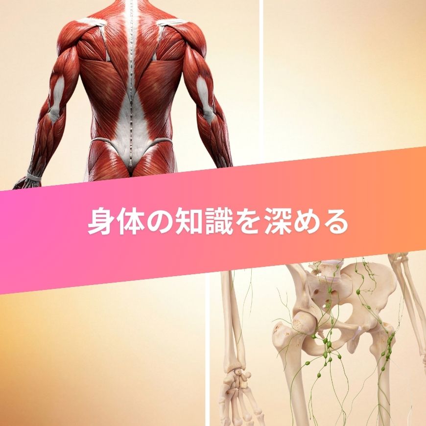 排毒理論や筋肉やリンパ理論が学べる