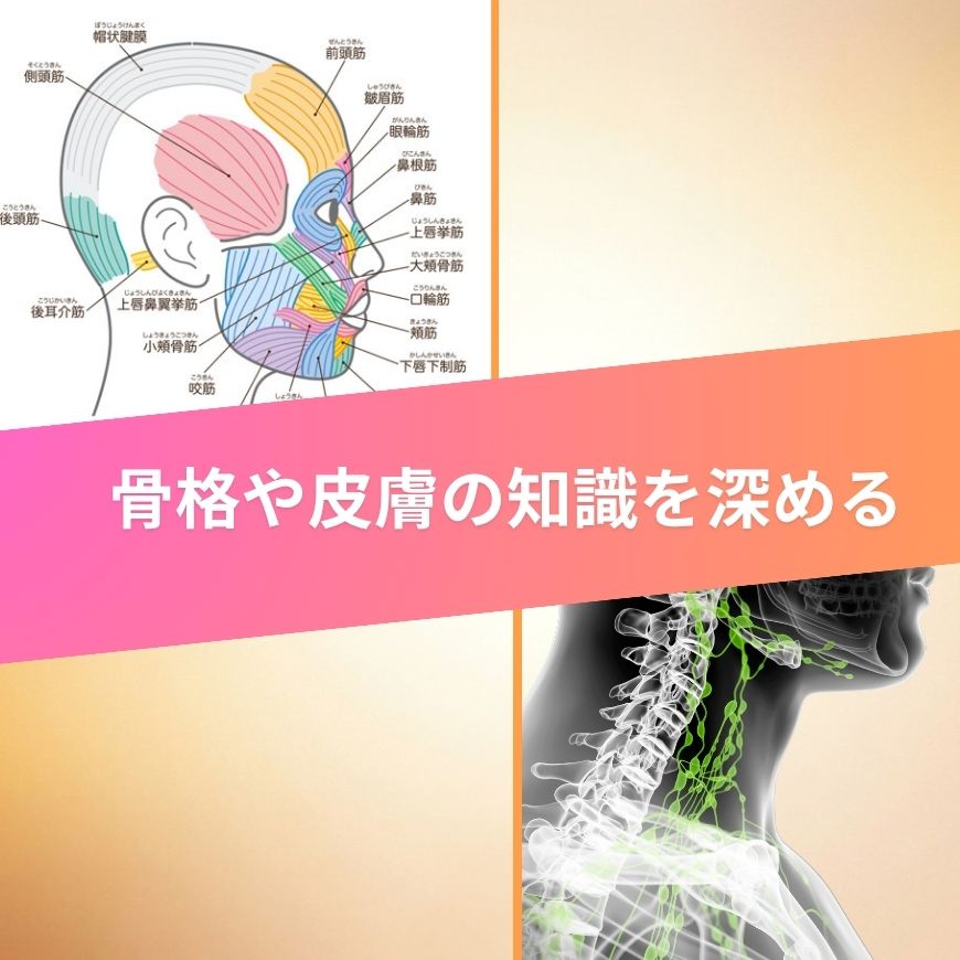 フェイシャルケアに必要な解剖生理学が学べる